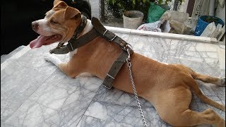 Pitbull Barutun Eşyaları