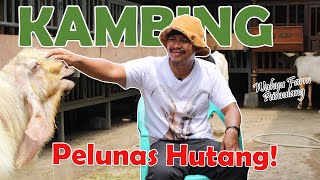Sukses Beternak Kambing, Hutang Bank Ratusan Juta Lunas.