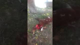 How to slaughter a goat