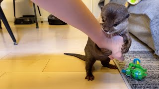 カワウソがお腹を出して降参してきた！ 笑 otter has surrendered with his belly out! LOL!