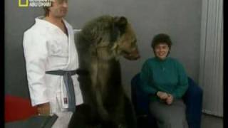 Most Shocking Videos-Trained Bear Attacks a Woman who got too Close!