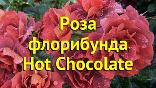 Роза флорибунда Хот Чокалате. Краткий обзор, описание характеристик Hot Chocolate