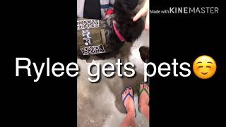 Service dog attacked at Lowe’s!!??
