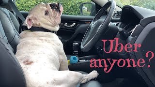 Lincoln the uber driver | ENGLISH BULLDOG