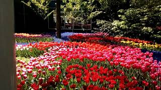 Королевской парк тюльпанов в Голландии "Keukenhof" 2018 ( 28 )