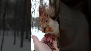 Симпатичная незнакомая белка / Cute unfamiliar squirrel