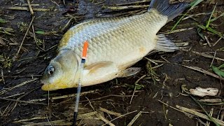 Карась ловля карася на поплавочную удочку (Карась видео) / fish – MF №61