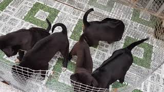 Chó Phú Quốc của ông anh, Tứ túc hoa mai thạch sùng bám cổ, huyền đề
