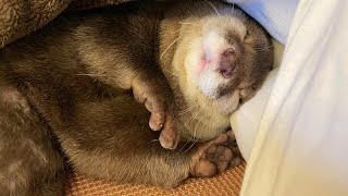 最高の表情で爆睡するぷりぷりカワウソ chubby otter sleeping with the best expression.