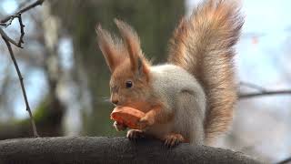 Белки. Морковка. Орехи. Зарисовка / Squirrels. Carrot. Nuts. Sketch