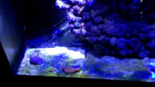 PAR 38 LED