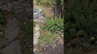 Что делать с яблоками