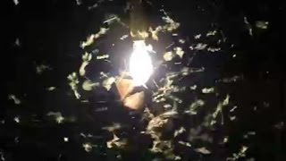 The Hidden Beauty of Moths