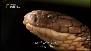 Documentary National Geographic 2017   King cobra  Animal Planet Documentary   Wildlife Animals
