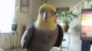 Bird has FOOT FETISH!
