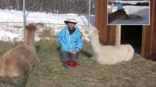 How to Potty Train Alpacas