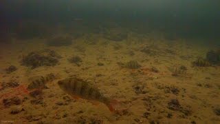Ловля окуня на мормышку зимой - подводные съемки