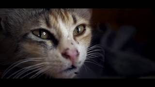 Random Sunday - FHD Test (30FPS) \ LUMIX GX80 + 25mm 1.7f