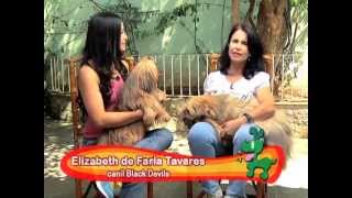 Programa Este bicho é o bicho - Lhasa Apso