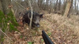 Chasse sangliers - charge sanglier - tir sanglier