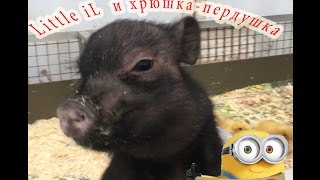 Пушистые пушистики и хрюшка-пердушка. Furry pussies and pig-perdushka