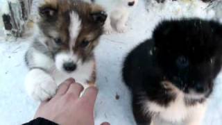 Прикольные щеночки(husky)