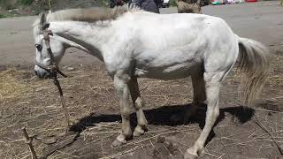 muslce twiching in Horse due to Tetanus Toxins