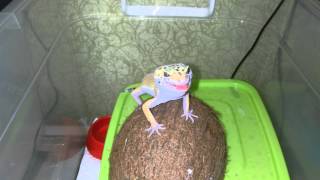 Леопардовый геккон (Эублефар) ест Туркменского таракана / Leopard gecko vs Shelfordella tartara
