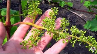 Цветение винограда. Как избежать горошения. Виноград 2016.