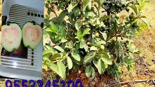 Taiwan pink guvva plants supplier