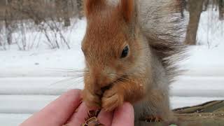 Белка хочет на ручки / The squirrel wants to sit on the palm of his hand