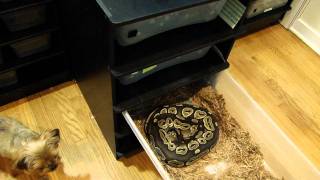 Ball Python Collection