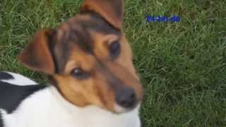 Jack Russel