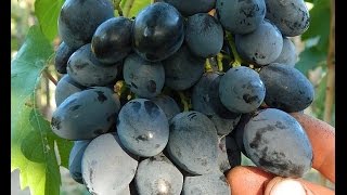 Виноград  Фурор (Grapes Furor) 2015