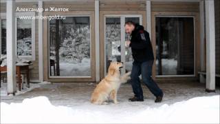 Игровая дрессировка золотистого ретривера