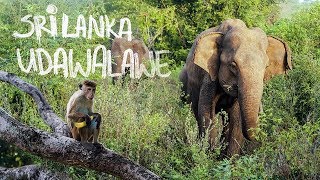 Сафари в Удавалаве - НАЦИОНАЛЬНЫЙ ПАРК | Шри Ланка