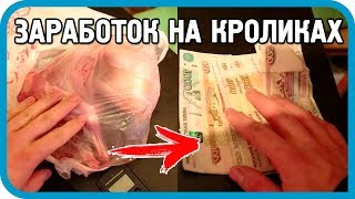 Сколько можно заработать на продаже кроликов? Реальные примеры