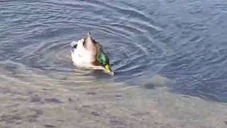 Domestic ducks mating ,accoppiamento anatre domestiche (Anas platyrhynchos domestica)
