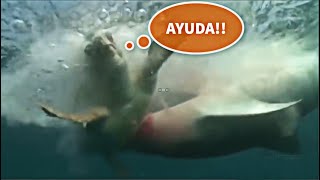 Tiburón Tigre saca a la tortuga de su caparazón - Tortuga Sin Caparazon