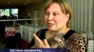 Украинский левкой