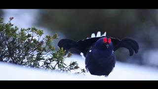 Faune du Pays du Mont-Blanc