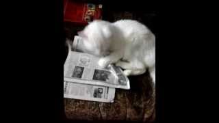 Люблю свежую прессу)) oh!! fresh newspaper!!