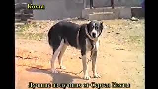 Legendary Caucasian wolfhound in Russia. Barbos