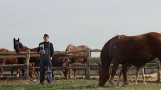 Кобыла породы Новоалександровский тяжеловоз Копейка. ПРОДАЖА. Mare breeds Novoaleksandrovsky Heavy.