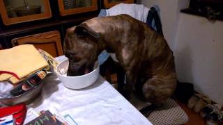 Dog eats at the dinner table like a human