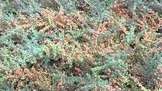 Cotoneaster dammeri 'Lowfast' - 'Lowfast' Bearberry Cotoneaster