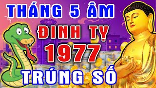 Tử Vi Tháng 5 Âm Hé Lộ Tuổi ĐINH TỴ 1977, Thoát Mọi Khổ Ải, Đổi Vận Giàu Sang, GIÀU HƠN TỶ PHÚ