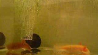 Lotls mit Schluckauf