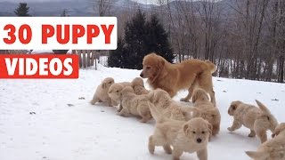 30 Puppy Videos Compilation 2016