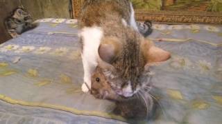 Маня крысолов / Cat vs rat
